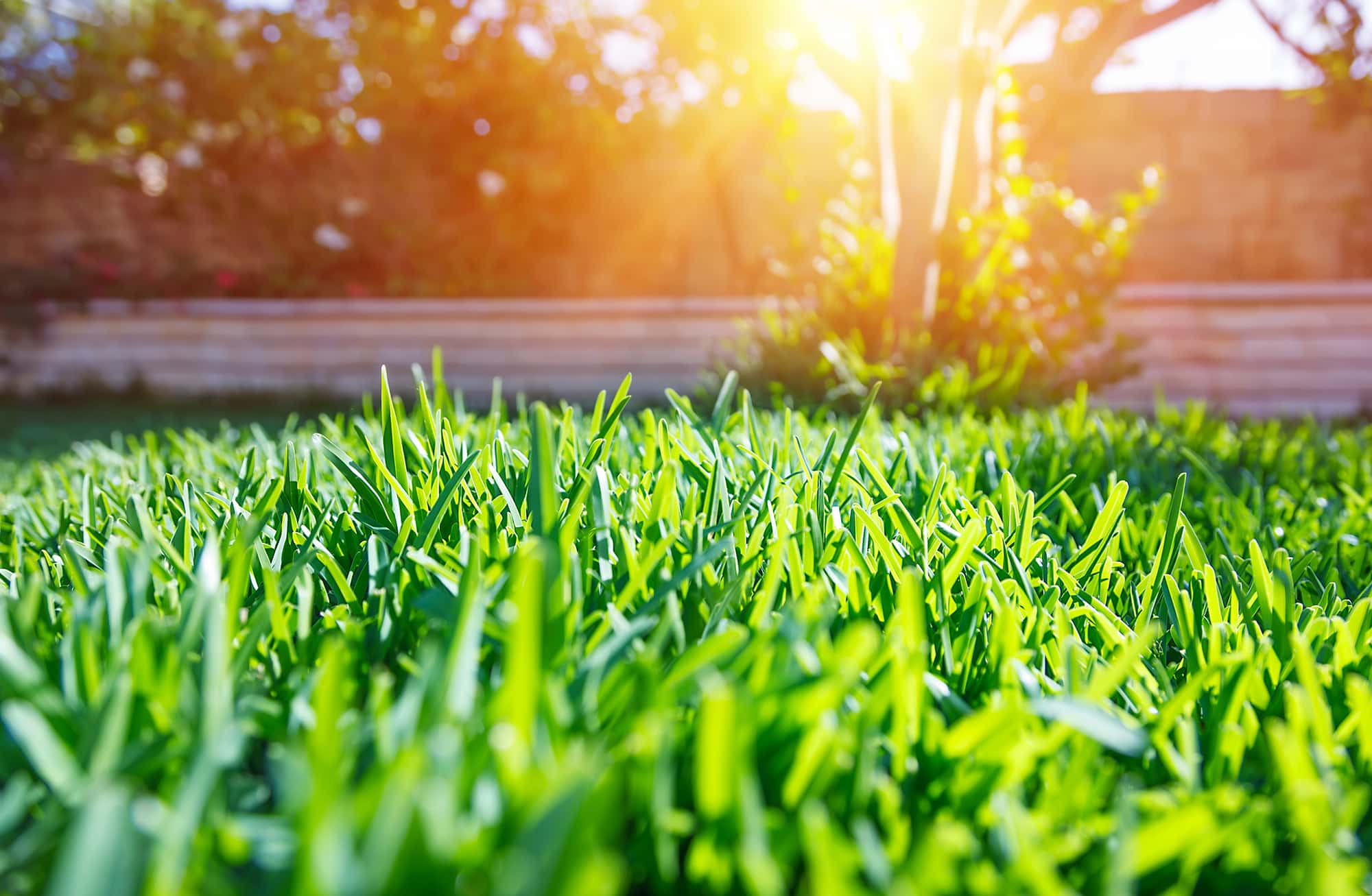 Take care of your lawn & garden the easy way this summer - with a