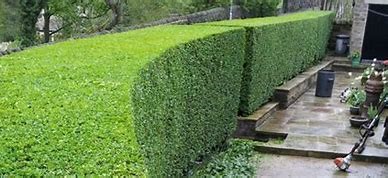 sitescapes hedge shaping
